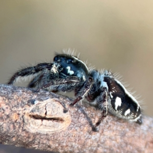 Sandalodes scopifer at Campbell Park Woodland - 28 Mar 2024 05:29 PM