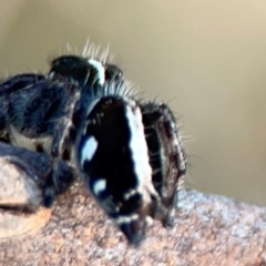 Sandalodes scopifer at Campbell Park Woodland - 28 Mar 2024 05:29 PM