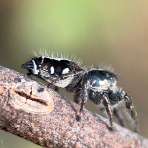 Sandalodes scopifer at Campbell Park Woodland - 28 Mar 2024 05:29 PM