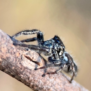 Sandalodes scopifer at Campbell Park Woodland - 28 Mar 2024 05:29 PM