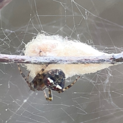 Araneus albotriangulus (White-triangle orb weaver) at Pialligo, ACT - 28 Mar 2024 by Hejor1