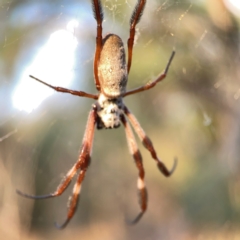 Trichonephila edulis (Golden orb weaver) at Campbell Park Woodland - 28 Mar 2024 by Hejor1