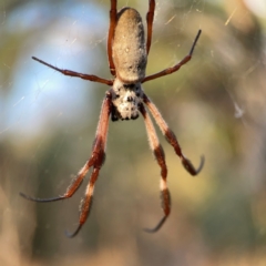 Trichonephila edulis at Campbell Park Woodland - 28 Mar 2024