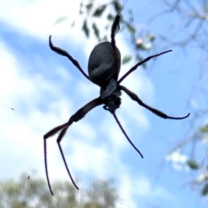 Trichonephila edulis at Campbell Park Woodland - 28 Mar 2024 05:11 PM