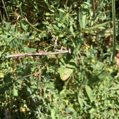 Unidentified Praying mantis (Mantodea) at Hackett, ACT - 28 Mar 2024 by waltraud