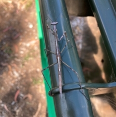 Mantidae (family) adult or nymph at Hackett, ACT - 28 Mar 2024