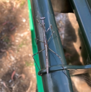 Mantidae (family) adult or nymph at Hackett, ACT - 28 Mar 2024