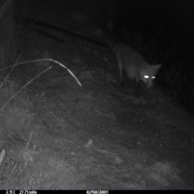 Vulpes vulpes (Red Fox) at Borough, NSW - 27 Mar 2024 by Paul4K