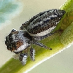 Opisthoncus abnormis (Long-legged Jumper) at Pialligo, ACT - 28 Mar 2024 by Hejor1