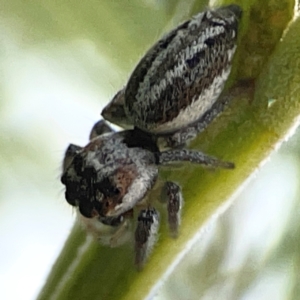 Opisthoncus abnormis at Campbell Park Woodland - 28 Mar 2024 04:39 PM