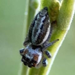 Opisthoncus abnormis at Campbell Park Woodland - 28 Mar 2024 04:39 PM