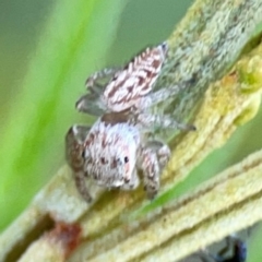 Opisthoncus serratofasciatus (Chevronned jumper) at Campbell Park Woodland - 28 Mar 2024 by Hejor1