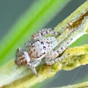 Opisthoncus serratofasciatus at Campbell Park Woodland - 28 Mar 2024 04:29 PM