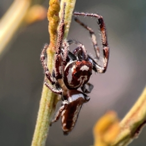 Sandalodes scopifer at Campbell Park Woodland - 28 Mar 2024 04:18 PM