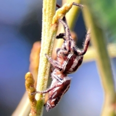 Sandalodes scopifer at Campbell Park Woodland - 28 Mar 2024 04:18 PM