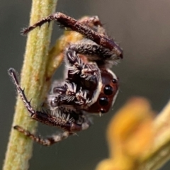 Sandalodes scopifer at Campbell Park Woodland - 28 Mar 2024