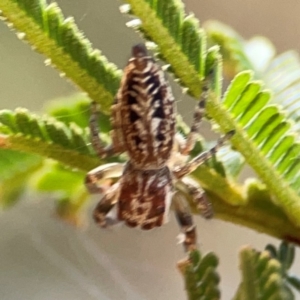 Opisthoncus serratofasciatus at Campbell Park Woodland - 28 Mar 2024