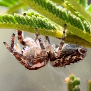 Opisthoncus serratofasciatus at Campbell Park Woodland - 28 Mar 2024