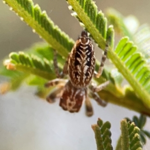 Opisthoncus serratofasciatus at Campbell Park Woodland - 28 Mar 2024