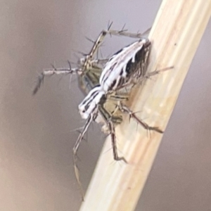 Oxyopes sp. (genus) at Campbell Park Woodland - 28 Mar 2024