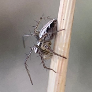 Oxyopes sp. (genus) at Campbell Park Woodland - 28 Mar 2024