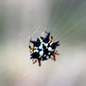 Austracantha minax (Christmas Spider, Jewel Spider) at Campbell Park Woodland by Hejor1