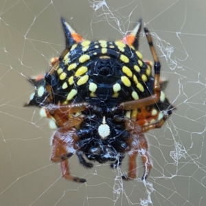 Austracantha minax at Campbell Park Woodland - 28 Mar 2024 03:01 PM