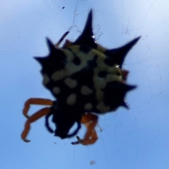 Austracantha minax at Campbell Park Woodland - 28 Mar 2024 03:01 PM