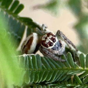 Opisthoncus sp. (genus) at Campbell Park Woodland - 28 Mar 2024