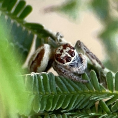 Opisthoncus sp. (genus) (Unidentified Opisthoncus jumping spider) at Campbell Park Woodland - 28 Mar 2024 by Hejor1