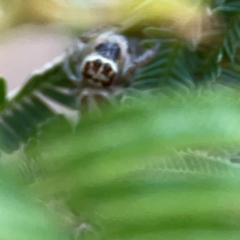 Opisthoncus sp. (genus) at Campbell Park Woodland - 28 Mar 2024 03:09 PM