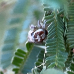 Opisthoncus sp. (genus) at Campbell Park Woodland - 28 Mar 2024