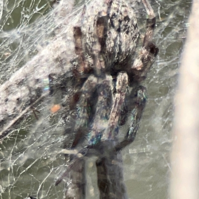 Badumna insignis (Black House Spider) at Campbell Park Woodland - 28 Mar 2024 by Hejor1