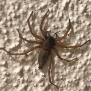 Gnaphosidae or Trochanteriidae (families) at City Renewal Authority Area - 26 Mar 2024