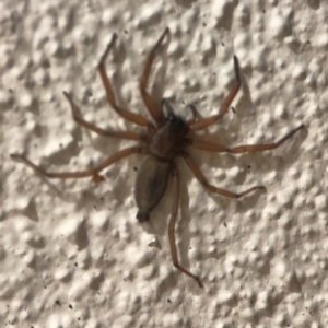 Gnaphosidae or Trochanteriidae (families) at City Renewal Authority Area - 26 Mar 2024 08:06 PM