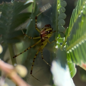 Theridion pyramidale at Forrest, ACT - 26 Mar 2024 04:27 PM