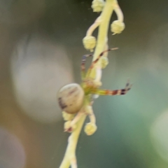 Australomisidia pilula at Forrest, ACT - 26 Mar 2024