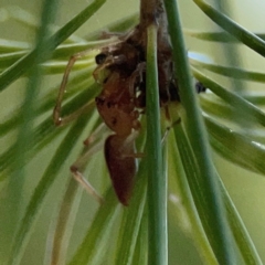 Cheiracanthium gracile at Forrest, ACT - 26 Mar 2024