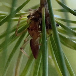 Cheiracanthium gracile at Forrest, ACT - 26 Mar 2024