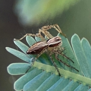 Oxyopes sp. (genus) at Forrest, ACT - 26 Mar 2024 03:24 PM