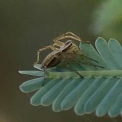 Oxyopes sp. (genus) at Forrest, ACT - 26 Mar 2024