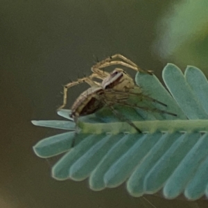 Oxyopes sp. (genus) at Forrest, ACT - 26 Mar 2024 03:24 PM