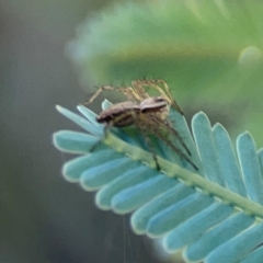 Oxyopes sp. (genus) at Forrest, ACT - 26 Mar 2024