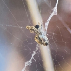 Philoponella congregabilis at Forrest, ACT - 26 Mar 2024