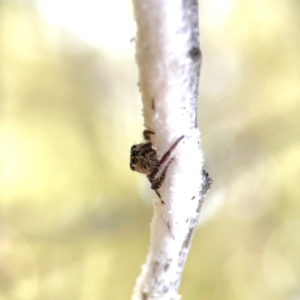 Cytaea aspera at Campbell Park Woodland - 28 Mar 2024