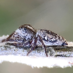 Cytaea aspera at Campbell Park Woodland - 28 Mar 2024