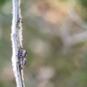 Cytaea aspera at Campbell Park Woodland - 28 Mar 2024