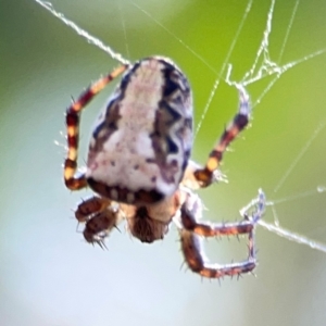 Araneus eburnus at Campbell Park Woodland - 28 Mar 2024