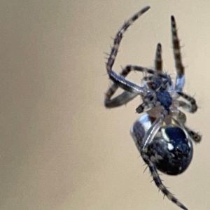 Araneus eburnus at Campbell Park Woodland - 28 Mar 2024