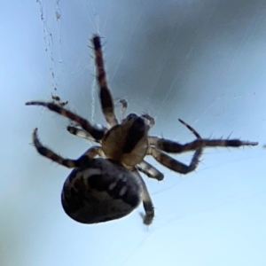 Araneus eburnus at Campbell Park Woodland - 28 Mar 2024